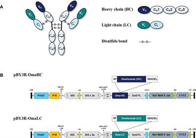 Feasibility of plant-expression system for production of recombinant anti-human IgE: An alternative production platform for therapeutic monoclonal antibodies